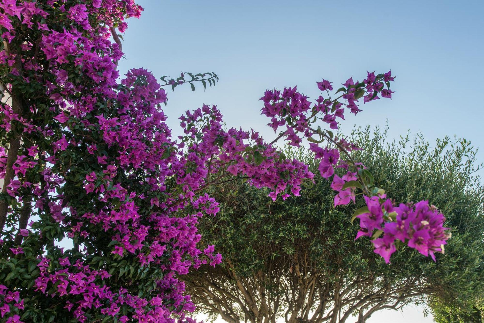 Hill Lofos Hotel Κασσιόπη Εξωτερικό φωτογραφία